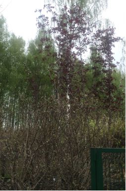 Клен остролистный Роял Ред (Royal Red)